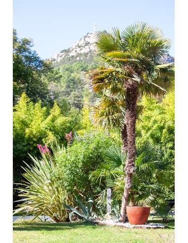 Brushed red clay Ellipse cup